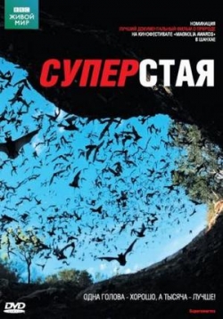 ������ ��������� �� DVD