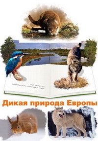 ������ ����� ������� ������ �� DVD