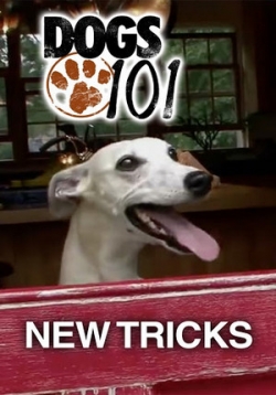 ������ ������������� �� DVD