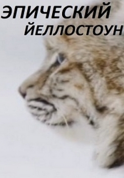 ������ ��������� ����������� �� DVD