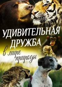 ������ ������������ ������ � ���� ������� �� DVD